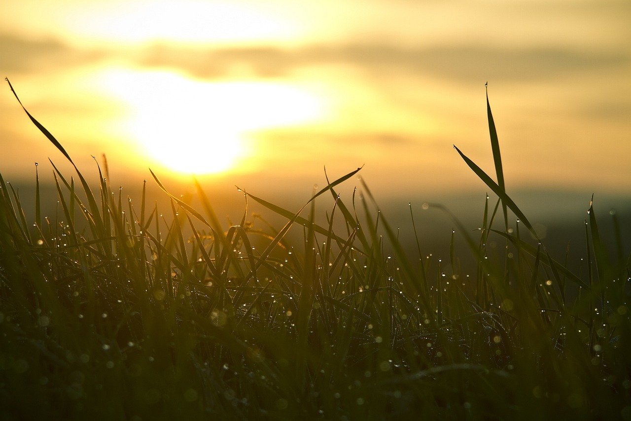 grass, sunrise, sun, nature, backlighting, morning mood, new beginning, sunlight, the atmosphere, sunrise, new beginning, new beginning, new beginning, new beginning, new beginning, sunlight, sunlight