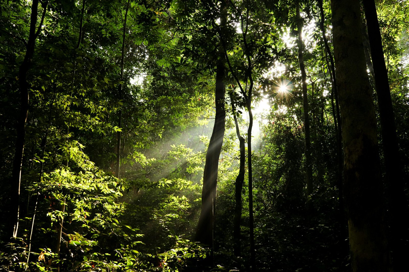Sunrays breaking through lush forest leaves creating a magical scene.